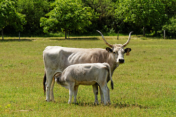 Image showing Gray cattle