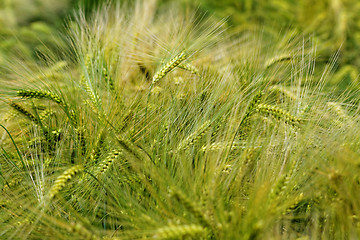 Image showing Green and yellow wheat