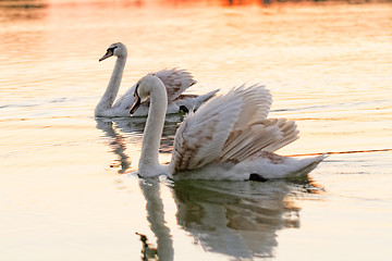 Image showing Lonely swan