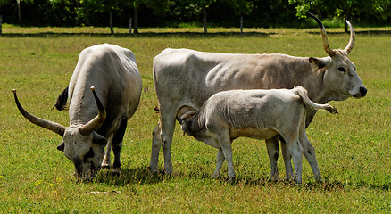 Image showing Gray cattle