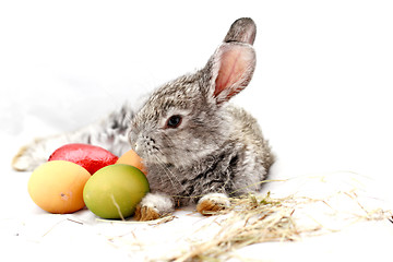 Image showing Gray rabbit