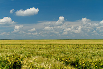 Image showing Green and yellow wheat