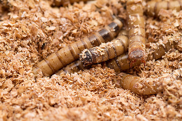 Image showing Mealworms