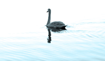 Image showing Lonely swan