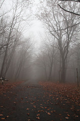 Image showing Road in the foggy 