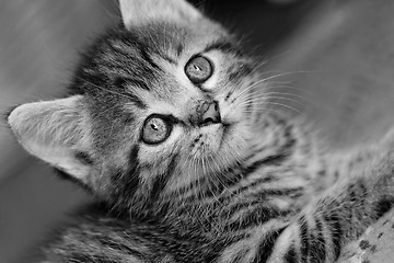 Image showing Tabby kitten