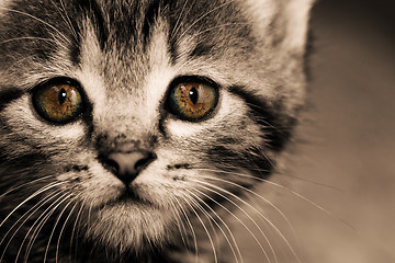 Image showing Tabby kitten