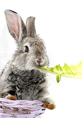 Image showing Gray rabbit