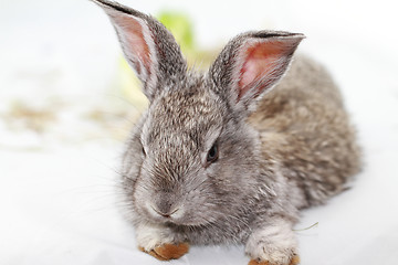 Image showing Gray rabbit