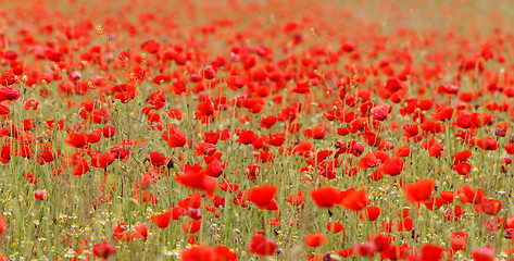 Image showing Red poppies