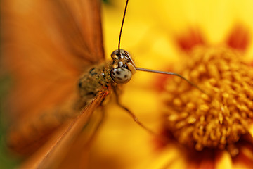 Image showing Orange butterfly