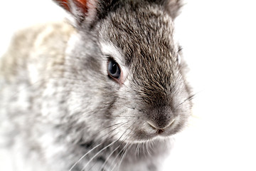 Image showing Gray rabbit