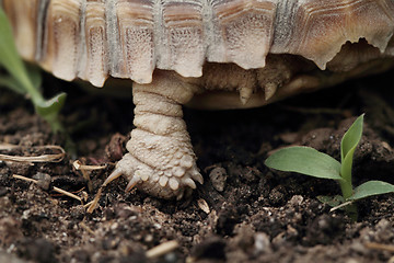 Image showing African Spurred Tortoise (Sulcata)