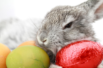 Image showing Gray rabbit