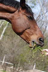 Image showing Brown horse