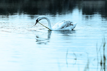 Image showing Lonely swan