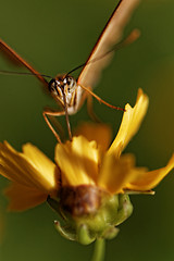 Image showing Orange butterfly