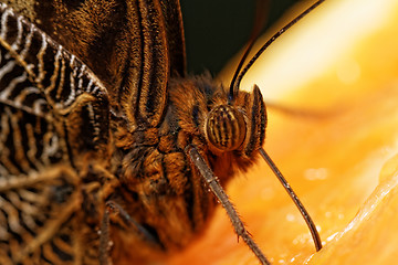 Image showing Macro photograph of a butterfly 
