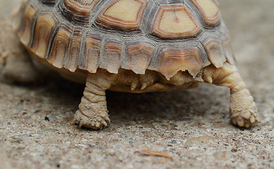 Image showing African Spurred Tortoise (Sulcata)