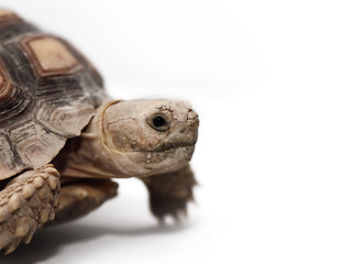 Image showing African Spurred Tortoise (Sulcata)