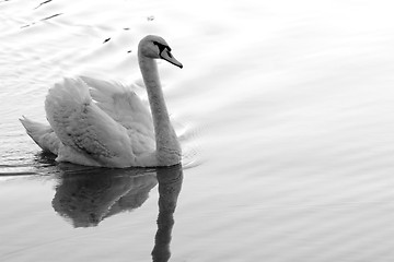 Image showing Lonely swan