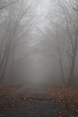 Image showing Road in the foggy 