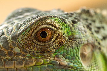 Image showing Iguana eye