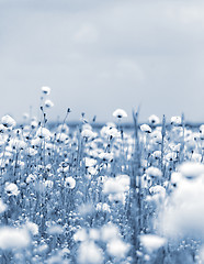 Image showing Red poppies