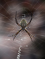 Image showing spider in my garden