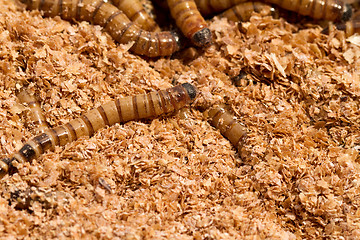 Image showing Mealworms