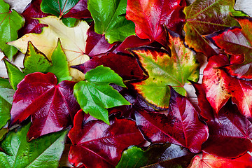 Image showing red, green and yellow autumn leaves