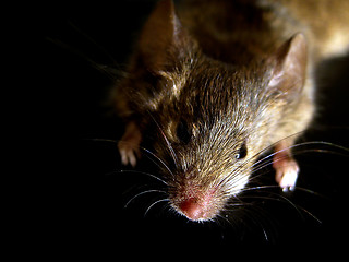 Image showing curious mouse