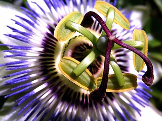 Image showing Passion fruit flower