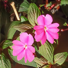 Image showing Impatiens New Guinea flower