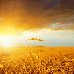 Image showing sunset over golden harvest