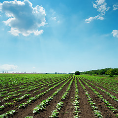 Image showing field with green sunflowers and blue sky with clouds