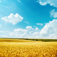 Image showing golden harvest and blue sky