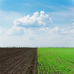 Image showing two agriculture fields under cloudy sky