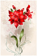 Image showing Beautiful greeting card with Amaryllis (Hipperastrum). Floral ba