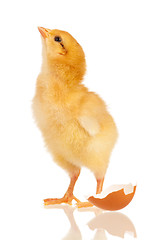 Image showing Little chicken