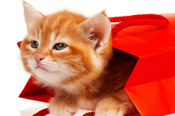 Image showing Red kitten