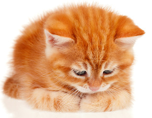 Image showing Red kitten