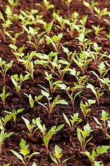 Image showing Green seedling