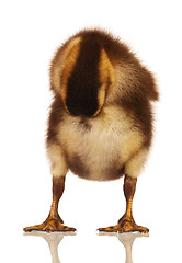 Image showing Domestic duckling