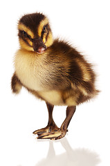 Image showing Domestic duckling