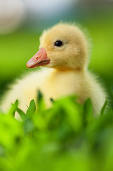 Image showing Domestic gosling
