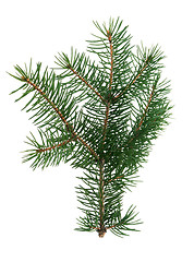 Image showing Fir branch