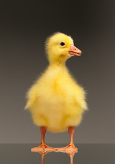 Image showing Domestic gosling