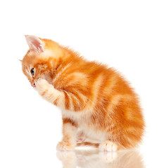 Image showing Red kitten