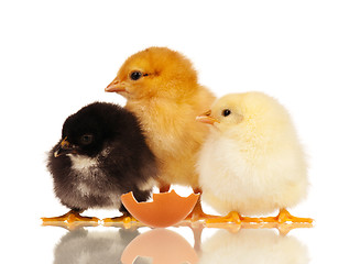 Image showing Little chickens